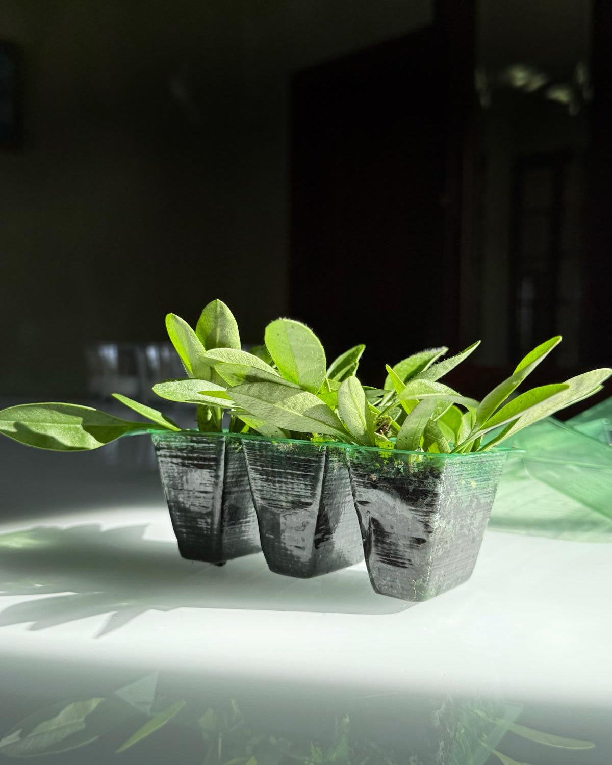 Gerbera Mini Oreo (3 plugs)