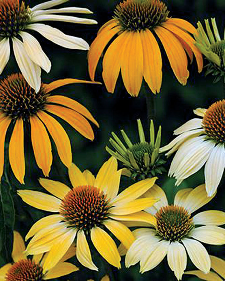 Echinacea Mellow Yellows (8 plugs)