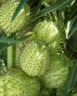 Gomphocarpus Cottonbush (8 plugs)