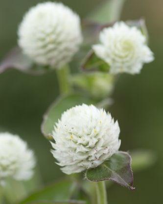 Gomphrena Audray White