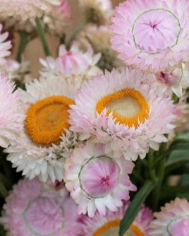 Helichrysum King Silvery Rose (8 plugs)