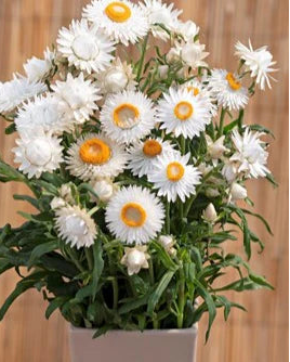 Helichrysum King Silvery White (8 plugs)