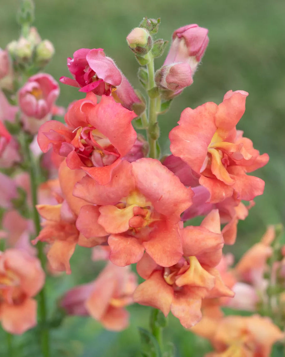 Snapdragon Madame Butterfly (8 plugs)
