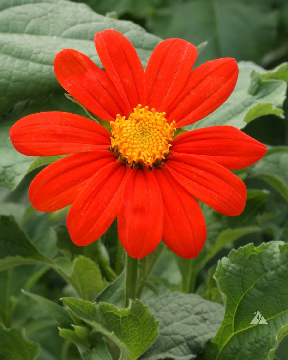 Tithonia Red Torch (8 plugs)