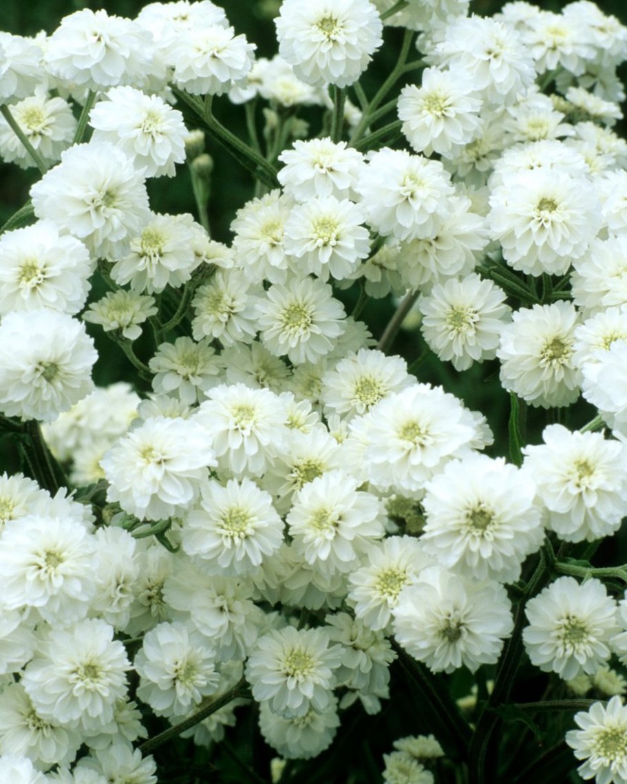 Achillea Peter Cottontail