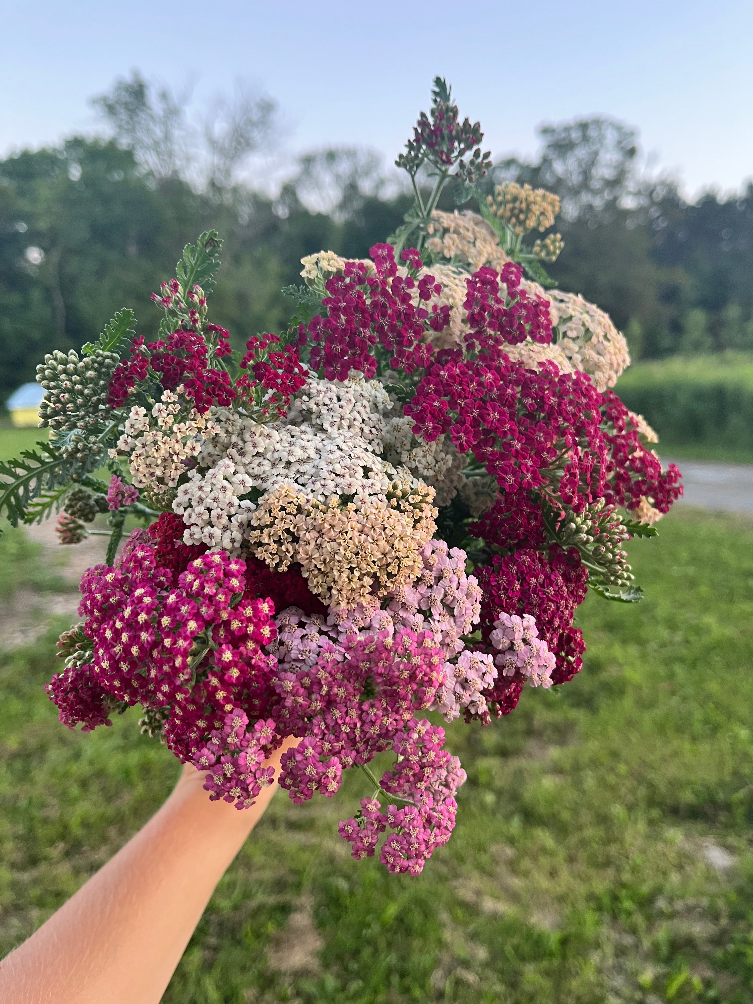 Achillea Growing Guide