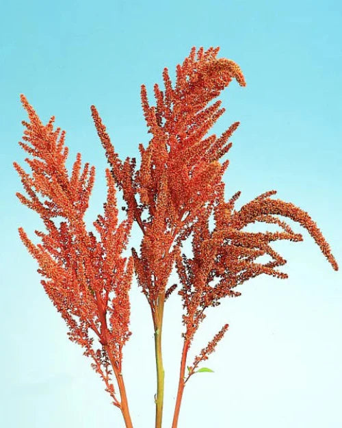 Amaranthus cruentus Hot Biscuits (8 plugs)