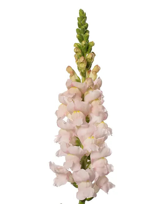 Snapdragon Avignon Silver 2 (8 plugs)