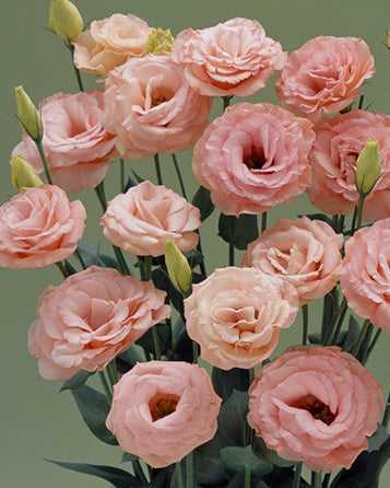 Lisianthus Arena 3 Apricot (8 plugs)