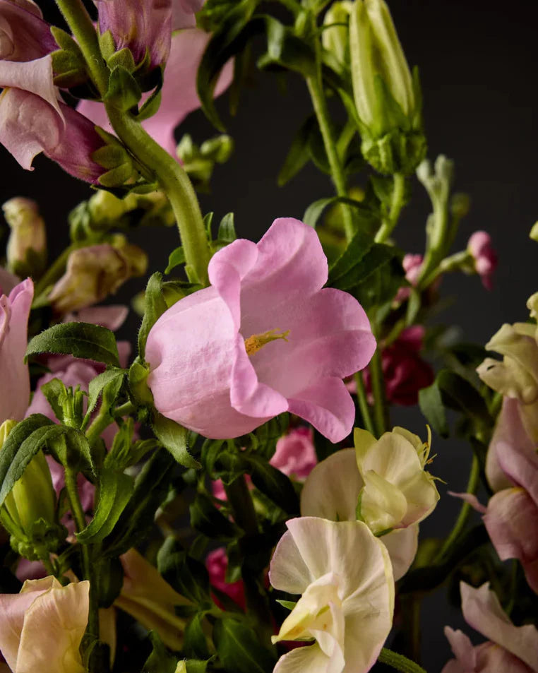 Campanula Champion test