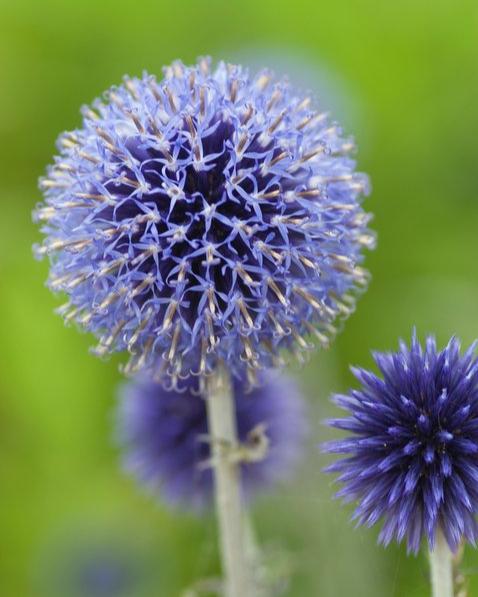 Echinops Blue Glow