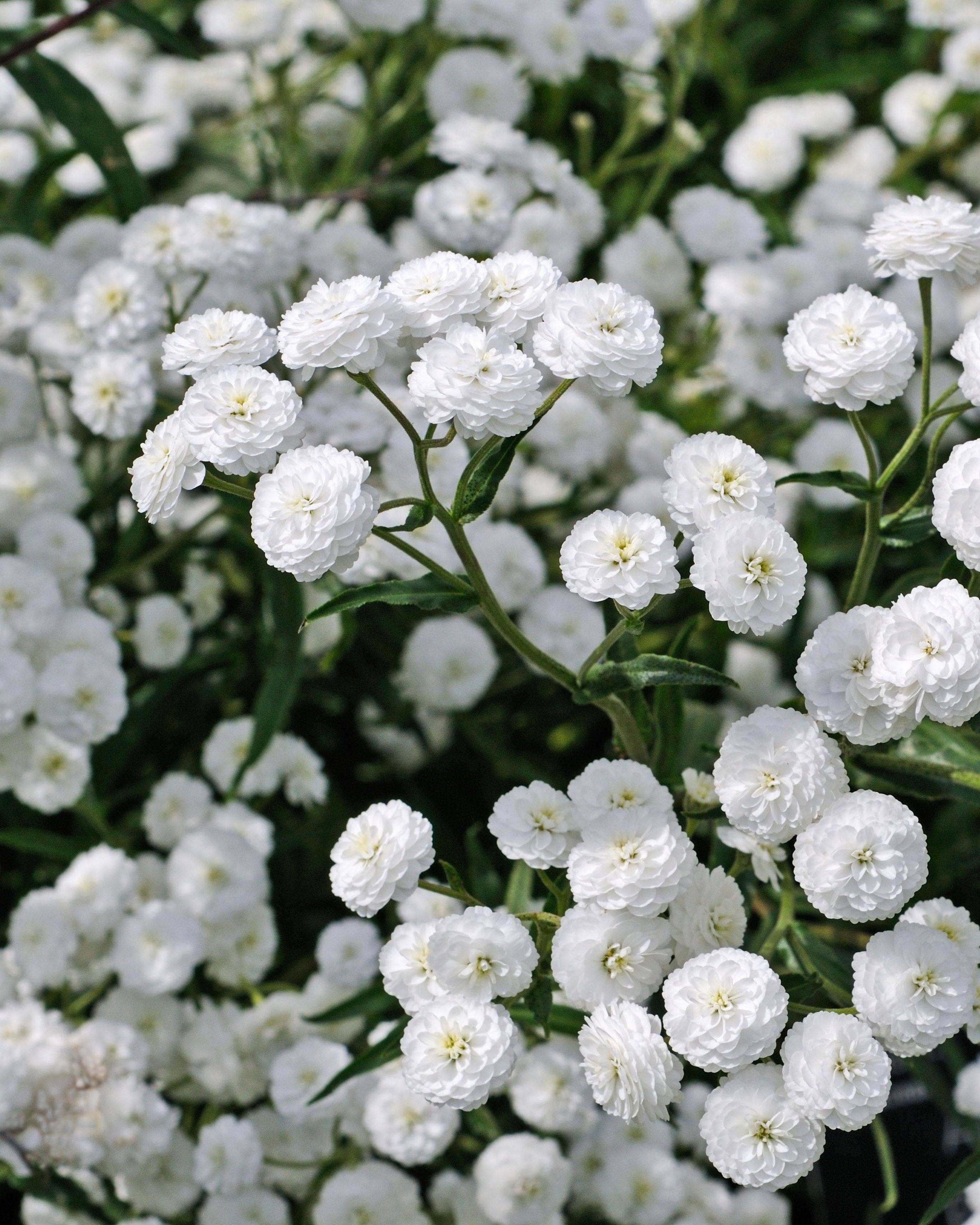 Achillea Peter Cottontail