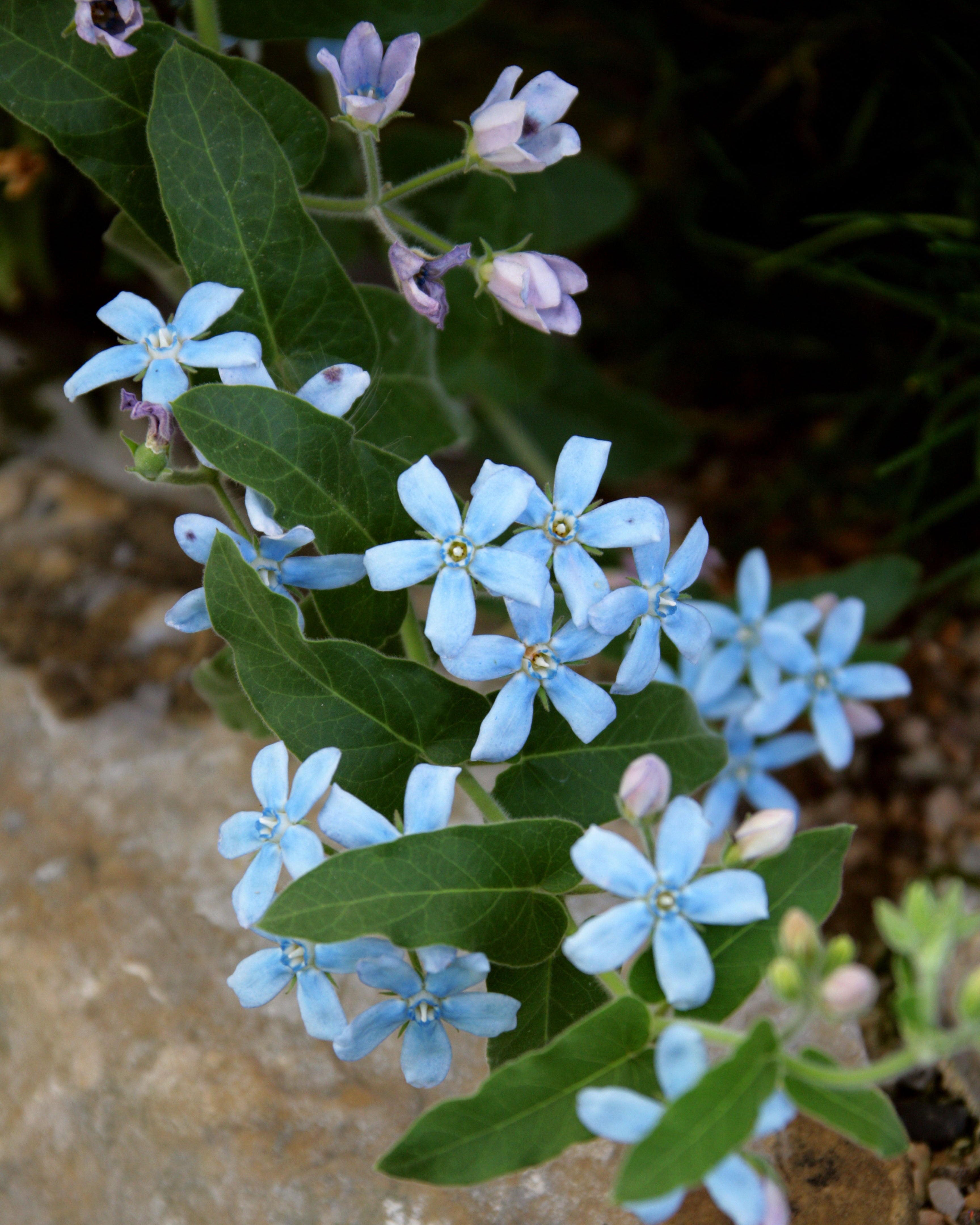 Tweedia Pure Blue (8 plugs)