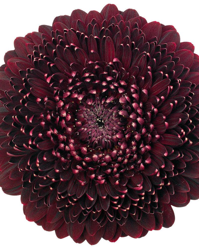 Gerbera Pomponi (3 plugs)