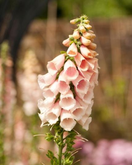 Digitalis Apricot Beauty