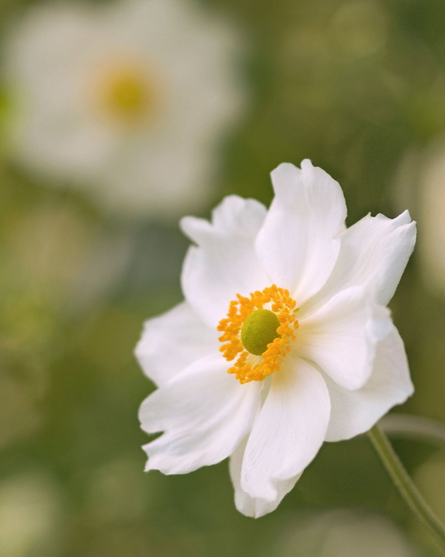 Anemone Honorine Jobert