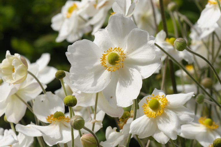 Anemone (3 plugs)