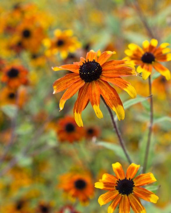 Rudbeckia triloba Prairie Glow