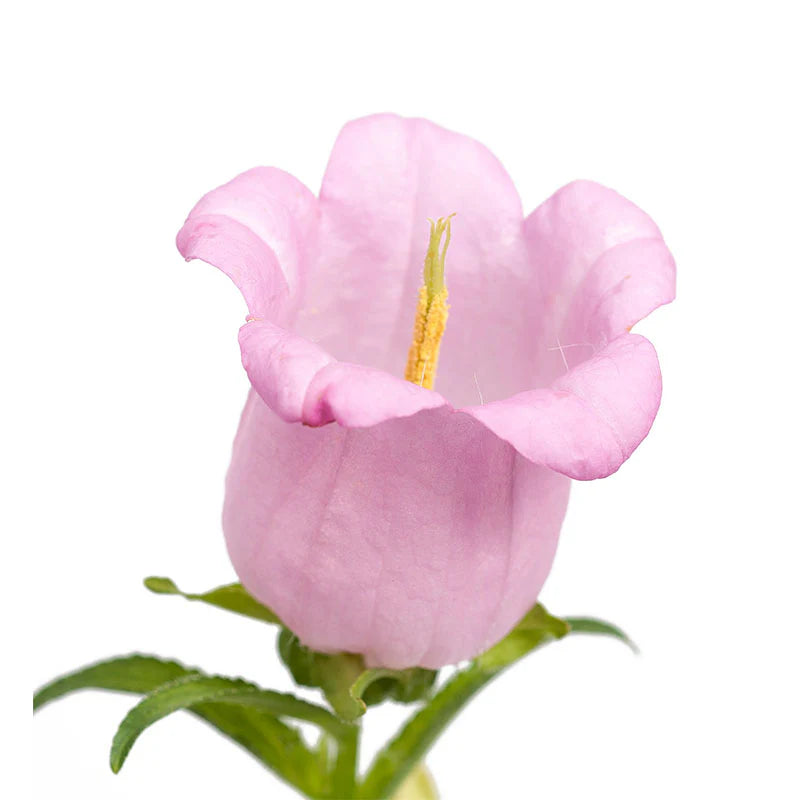 Campanula Champion II Pink