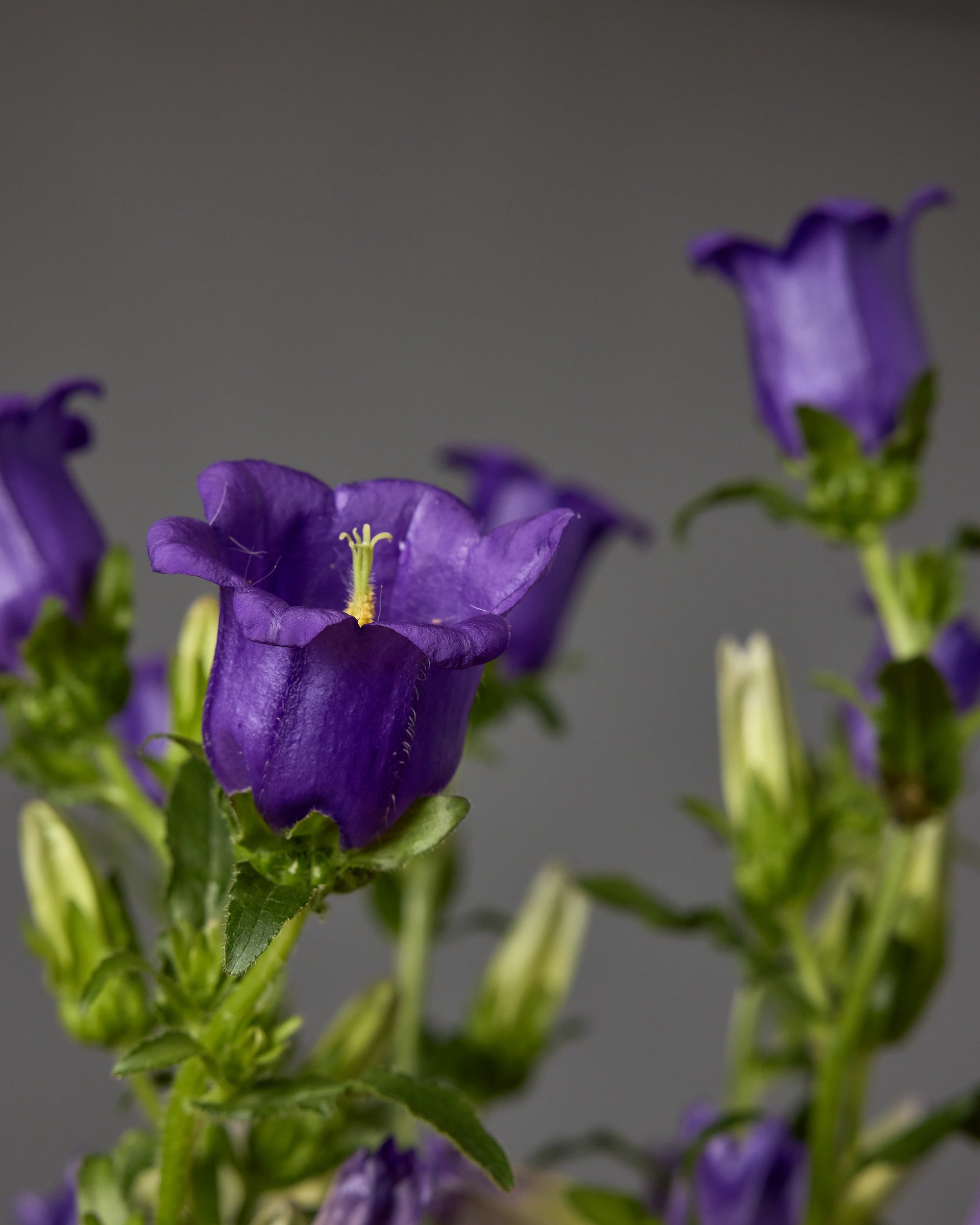 Campanula Champion II Deep Blue
