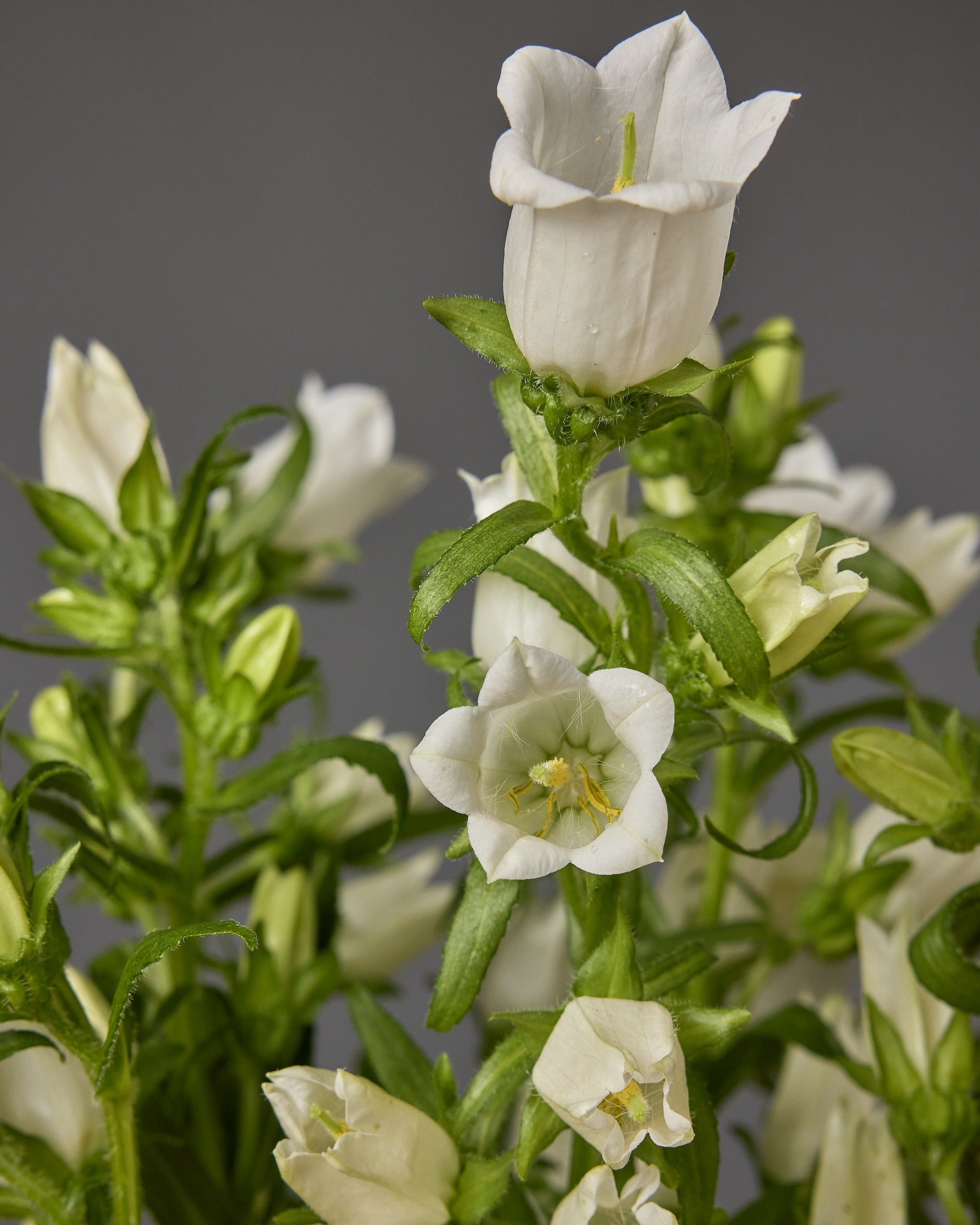 Campanula Champion II White