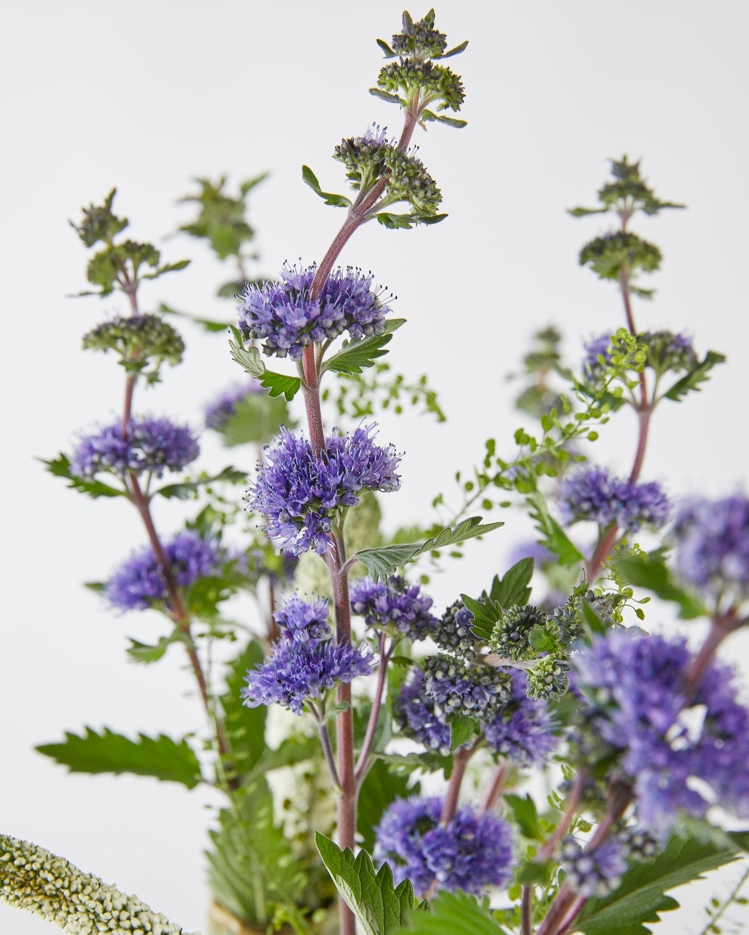 Caryopteris Pagoda Lagoon