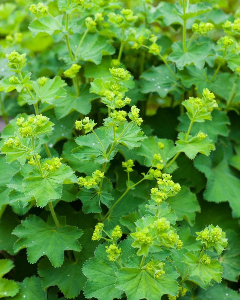 Alchemilla Thriller