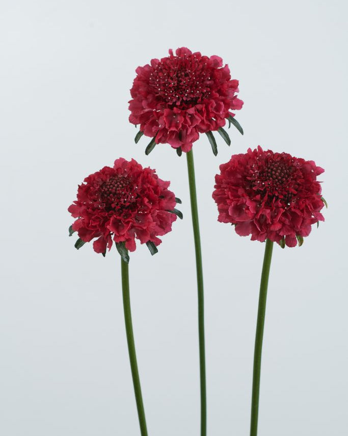 Scabiosa Scoop (3 plugs)