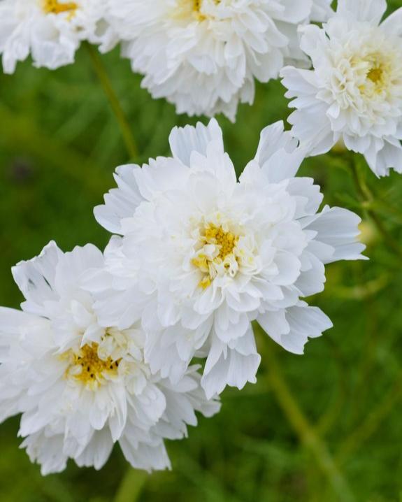 Cosmos (8 plugs)