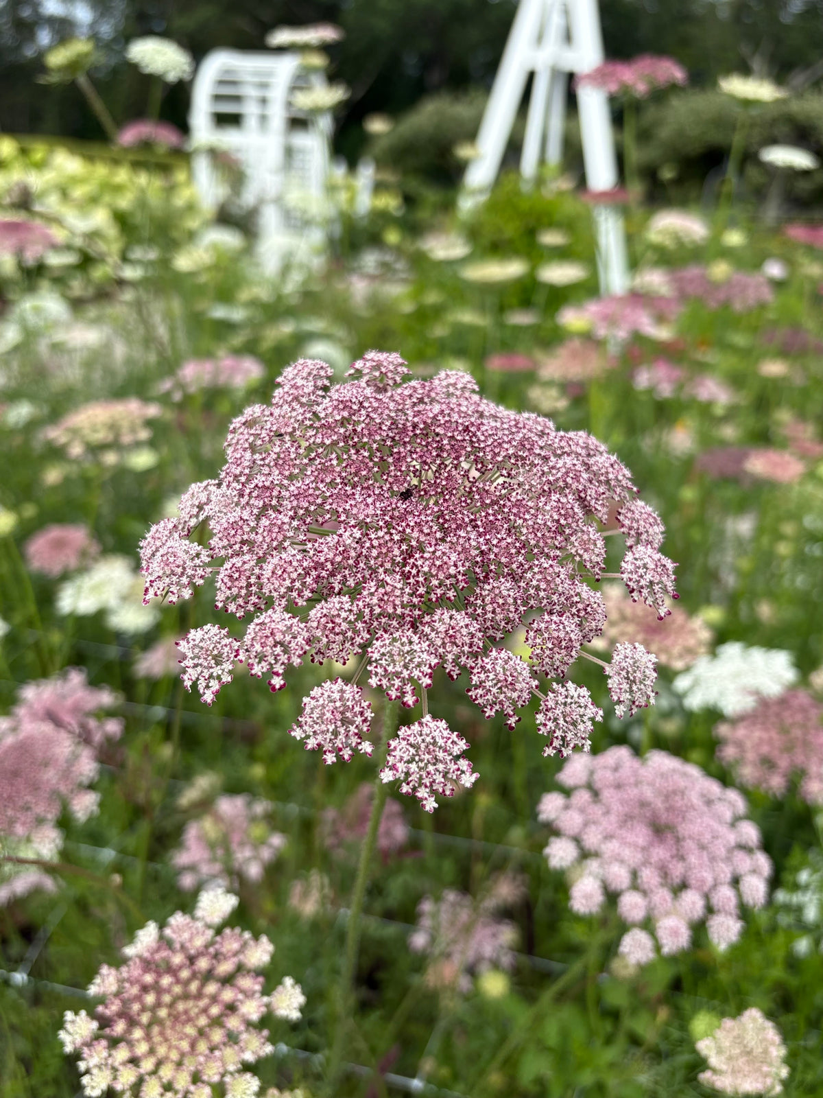 Daucus Growing Guide