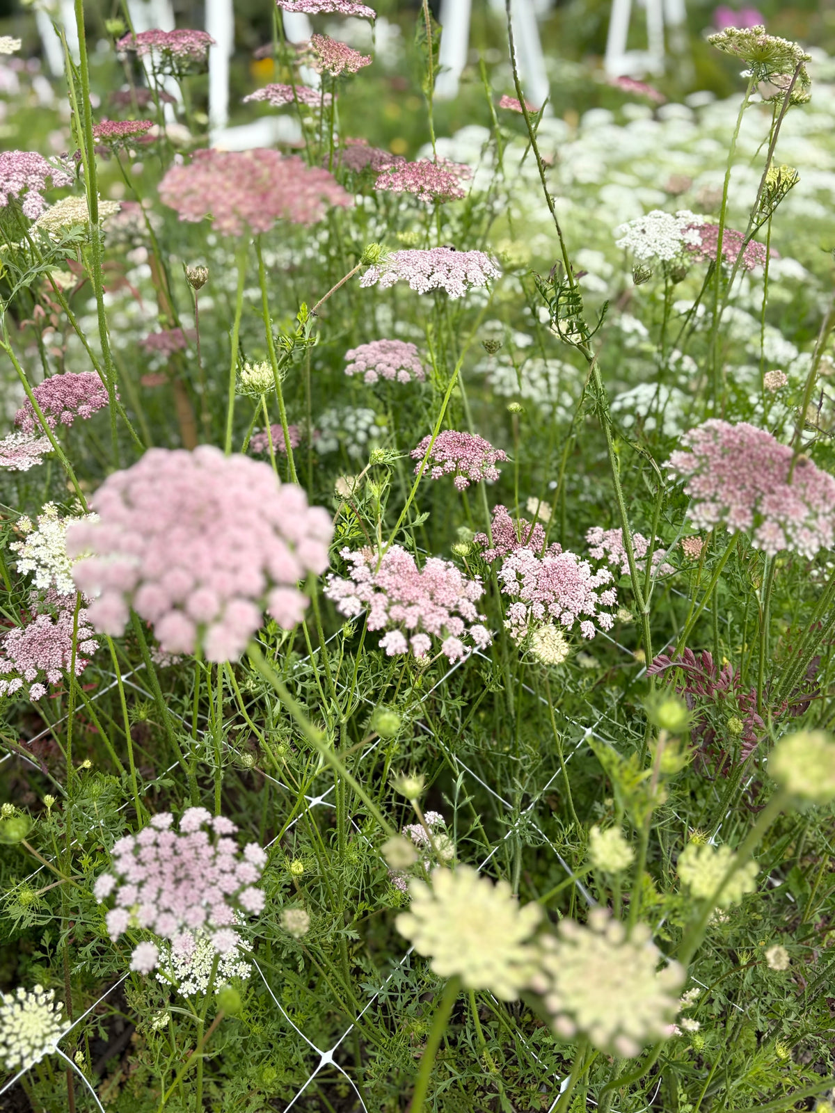 Daucus Growing Guide