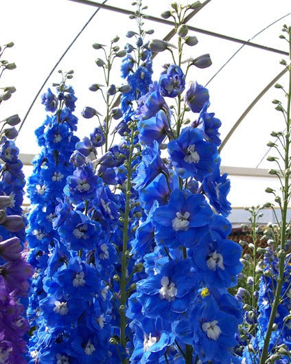 Delphinium Aurora Blue (8 plugs)