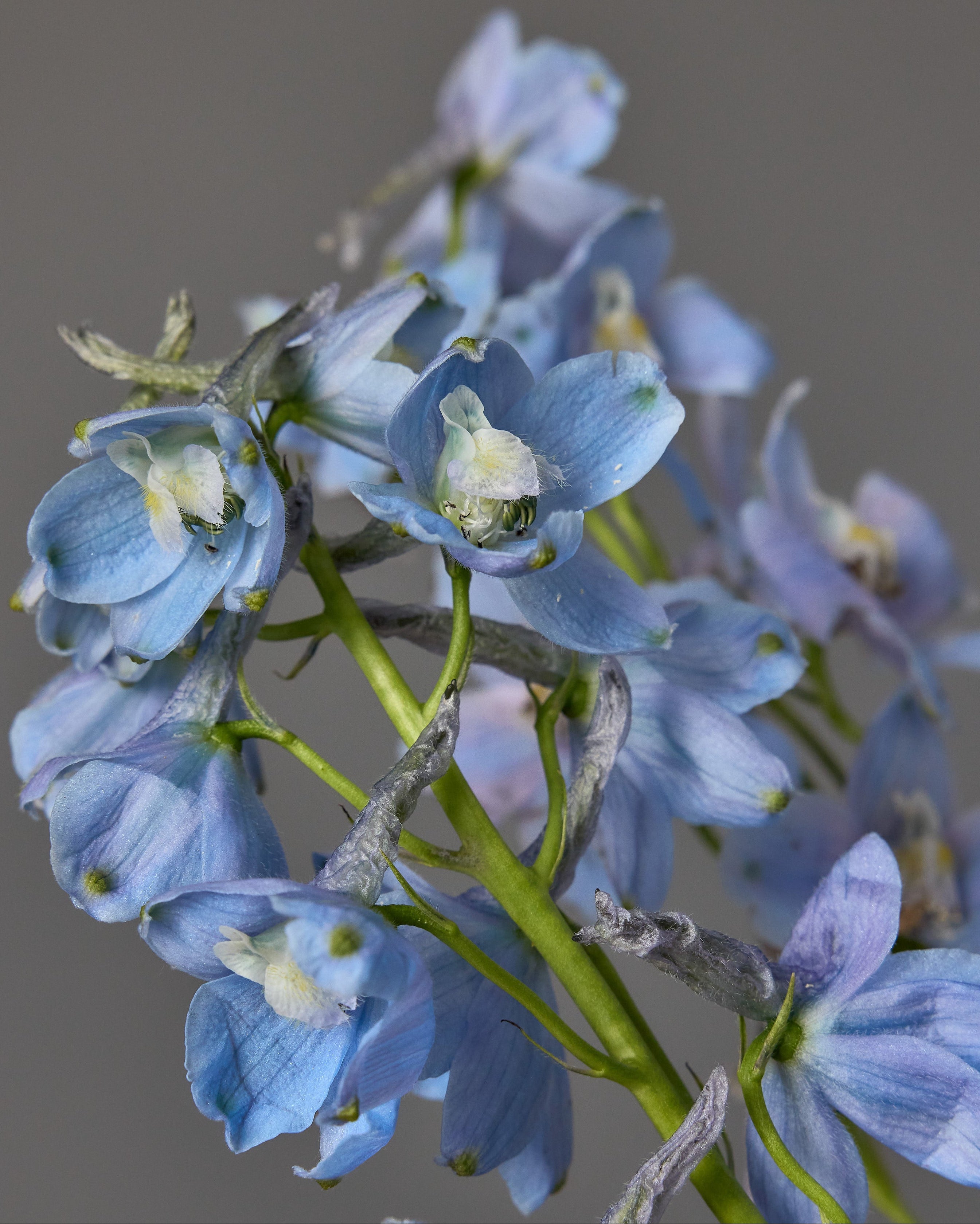 Delphinium belladonna Cliveden Beauty (8 plugs)
