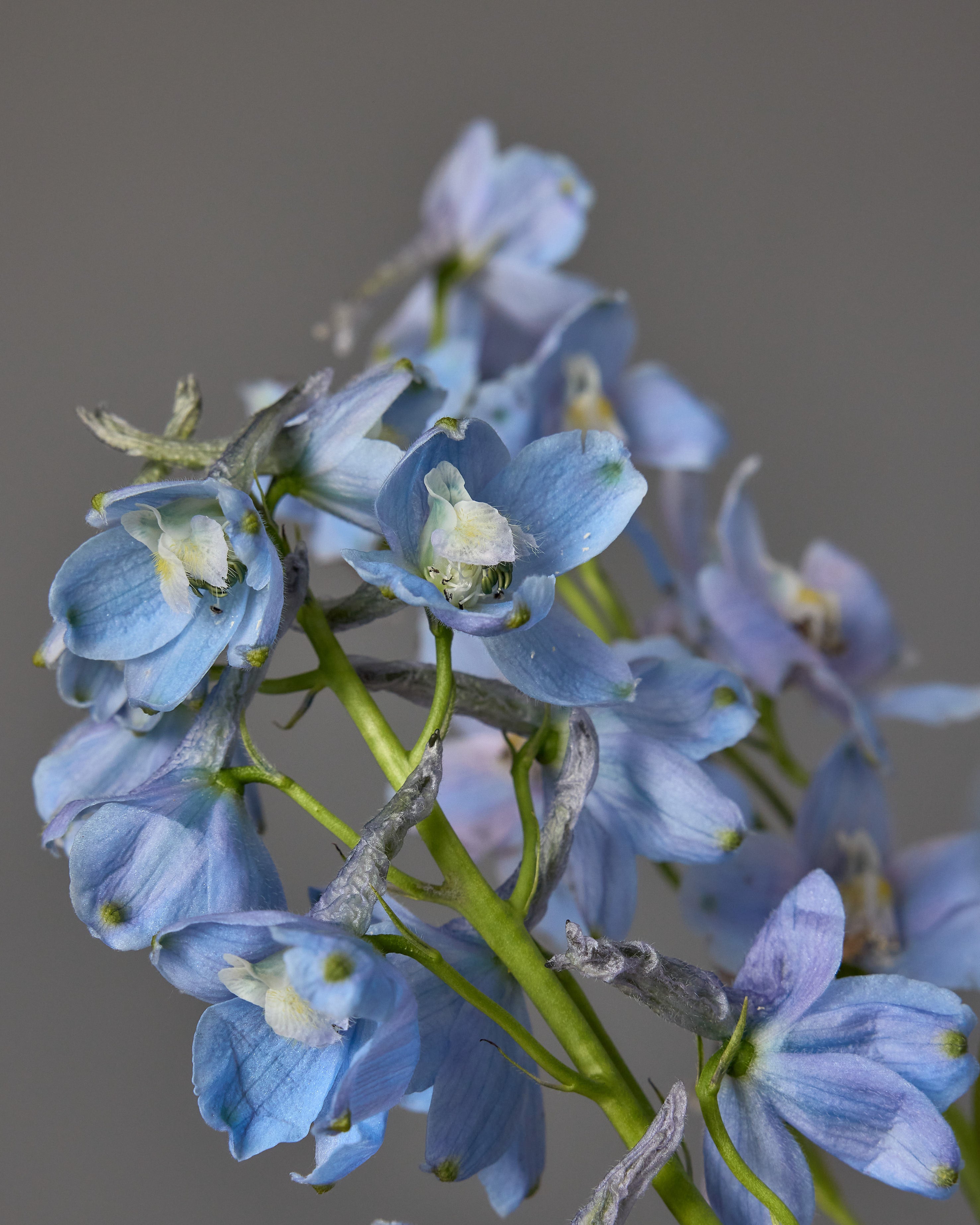 Delphinium belladonna Cliveden Beauty