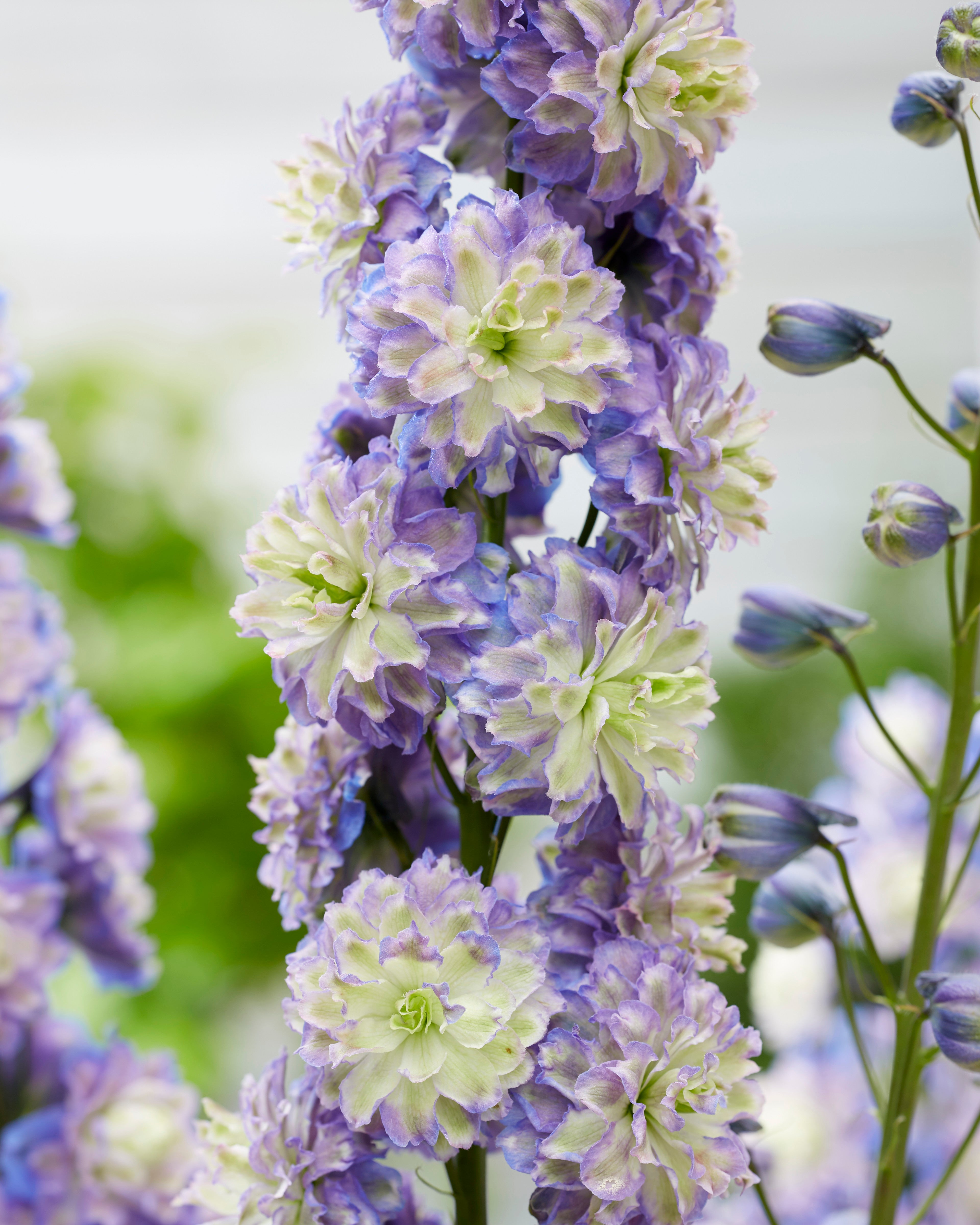 Delphinium Highlander Bolero