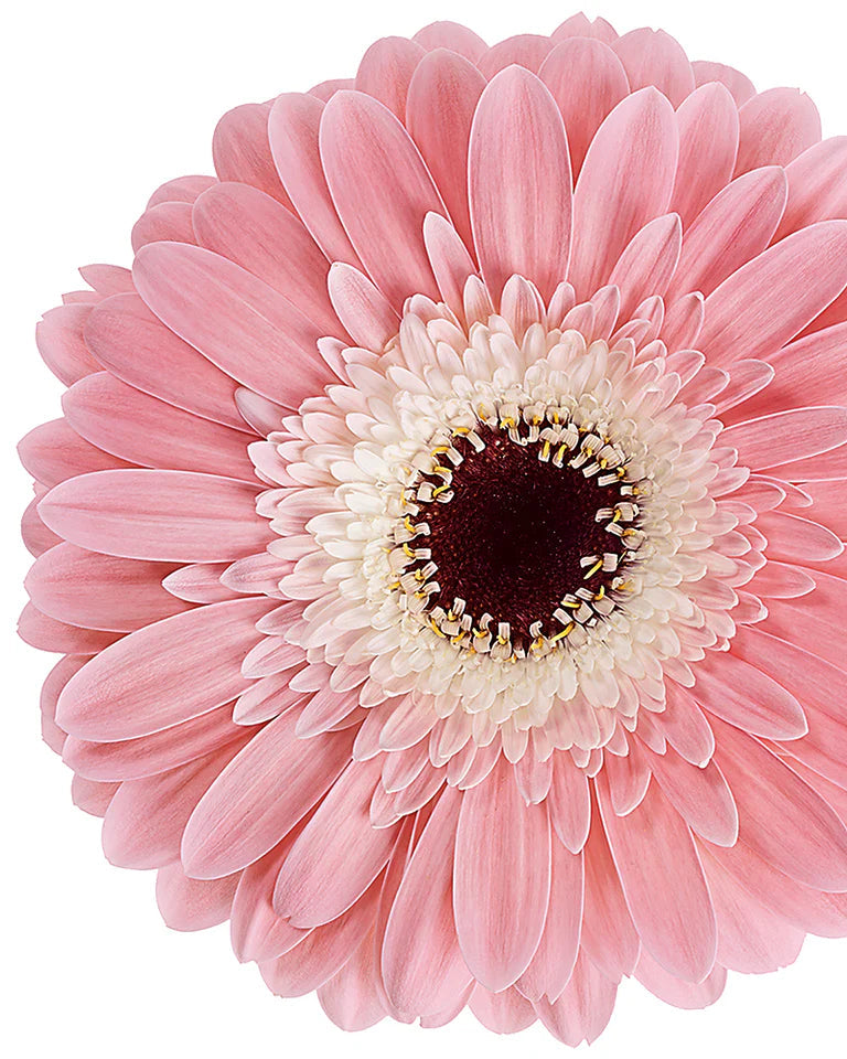 Gerbera Standard Diabolo (3 plugs)