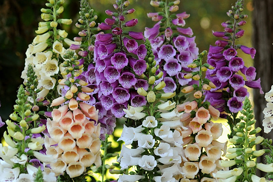 Digitalis Dalmatian Mix