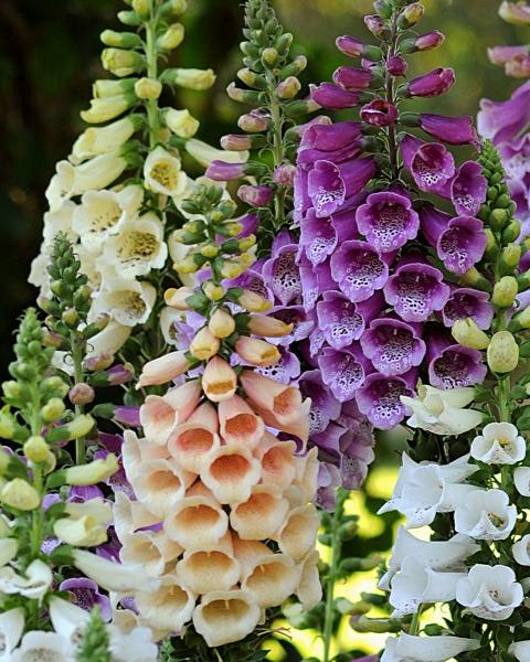 Digitalis Dalmatian Mix