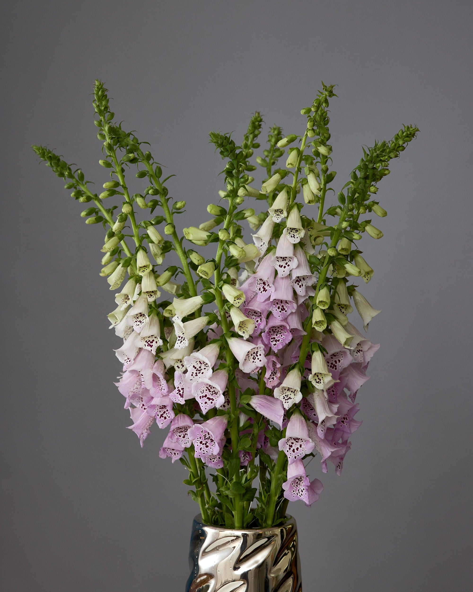Digitalis Camelot Lavender