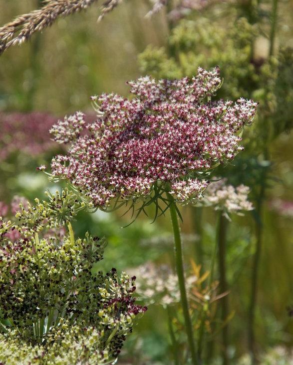 Daucus Purple Kisses