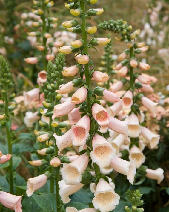 Digitalis Apricot Beauty