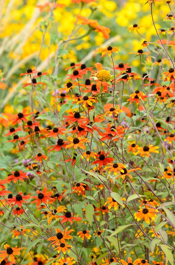 Rudbeckia triloba Prairie Glow