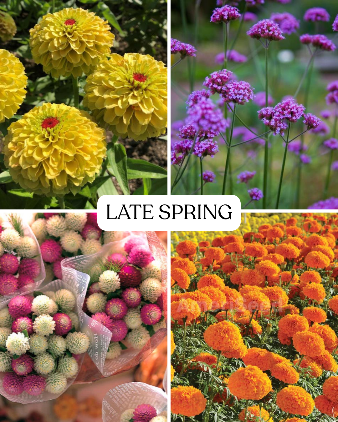 Seasonal Subscription- Saturated Shades