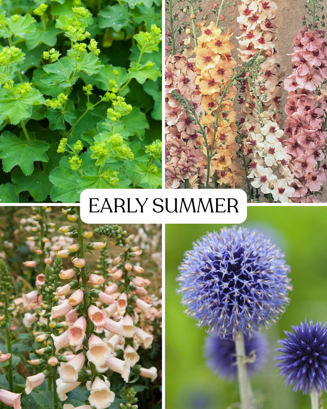 Seasonal Subscription - Soft Shades