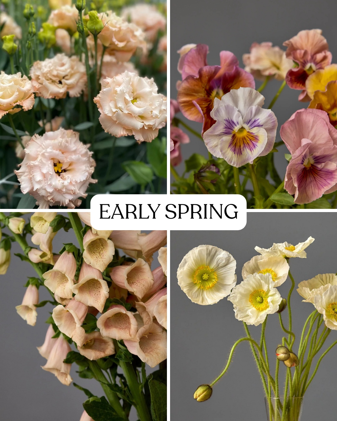 Seasonal Subscription - Soft Shades