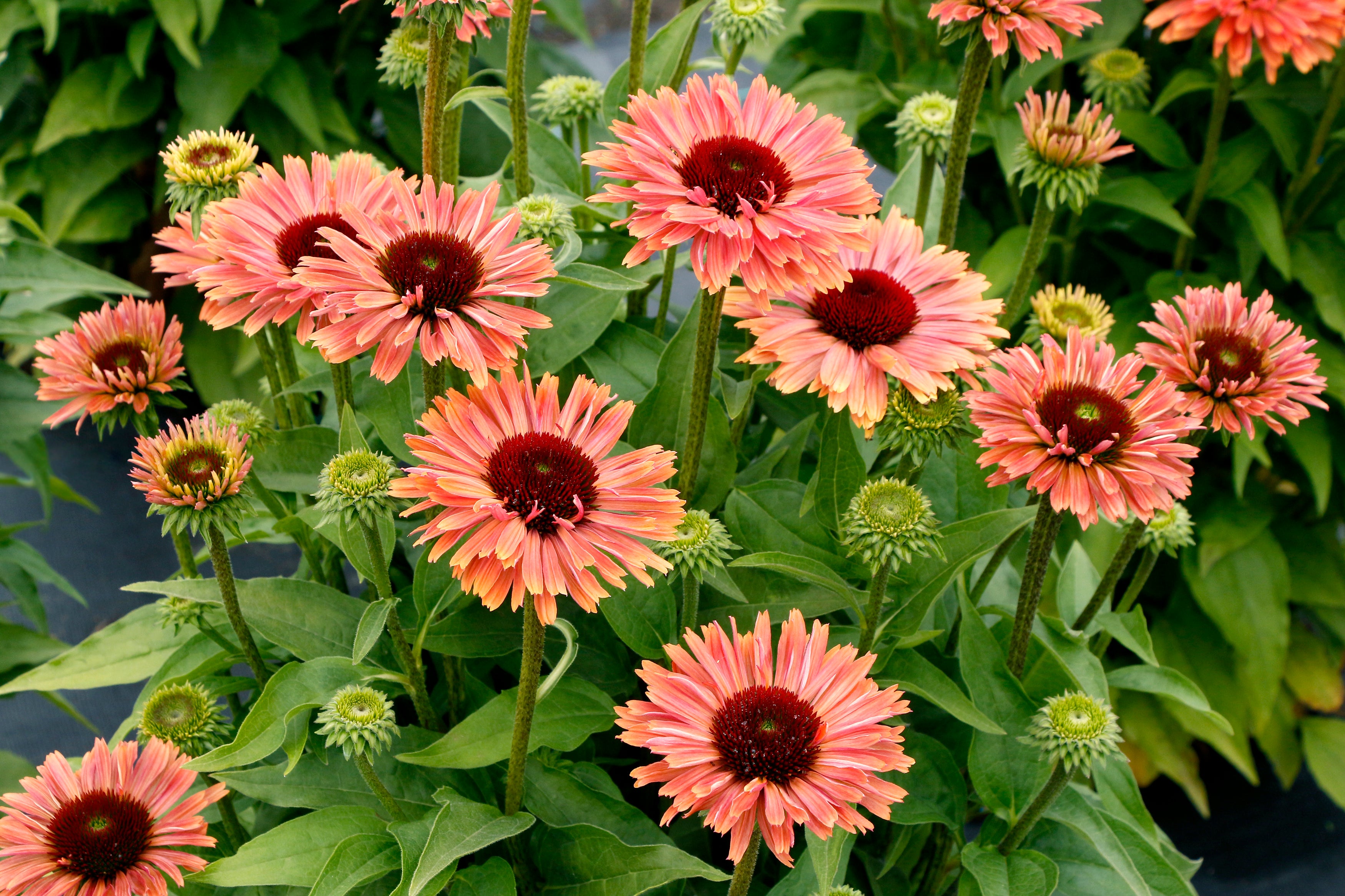 Echinacea Fresco Apricot