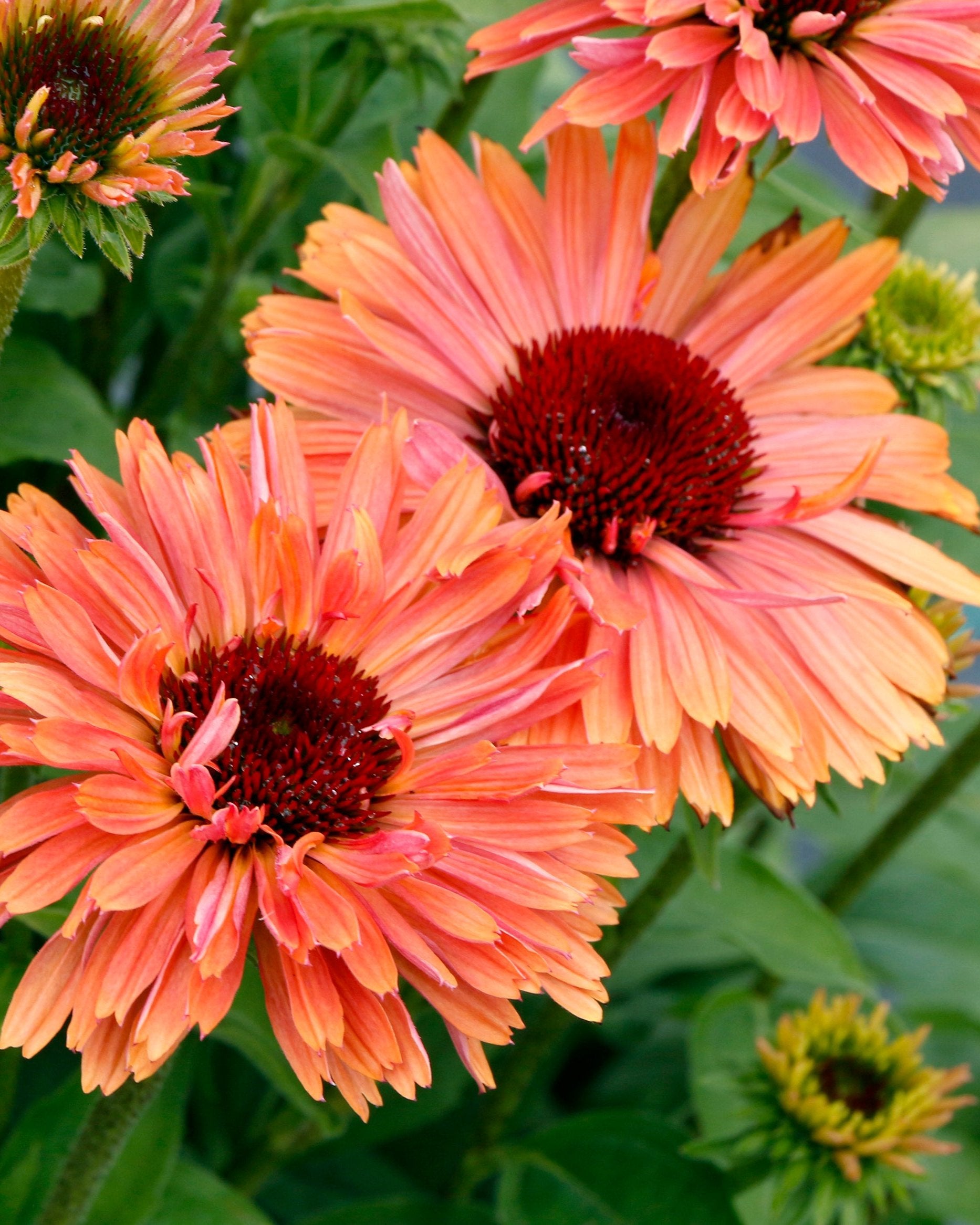 Echinacea Fresco Apricot