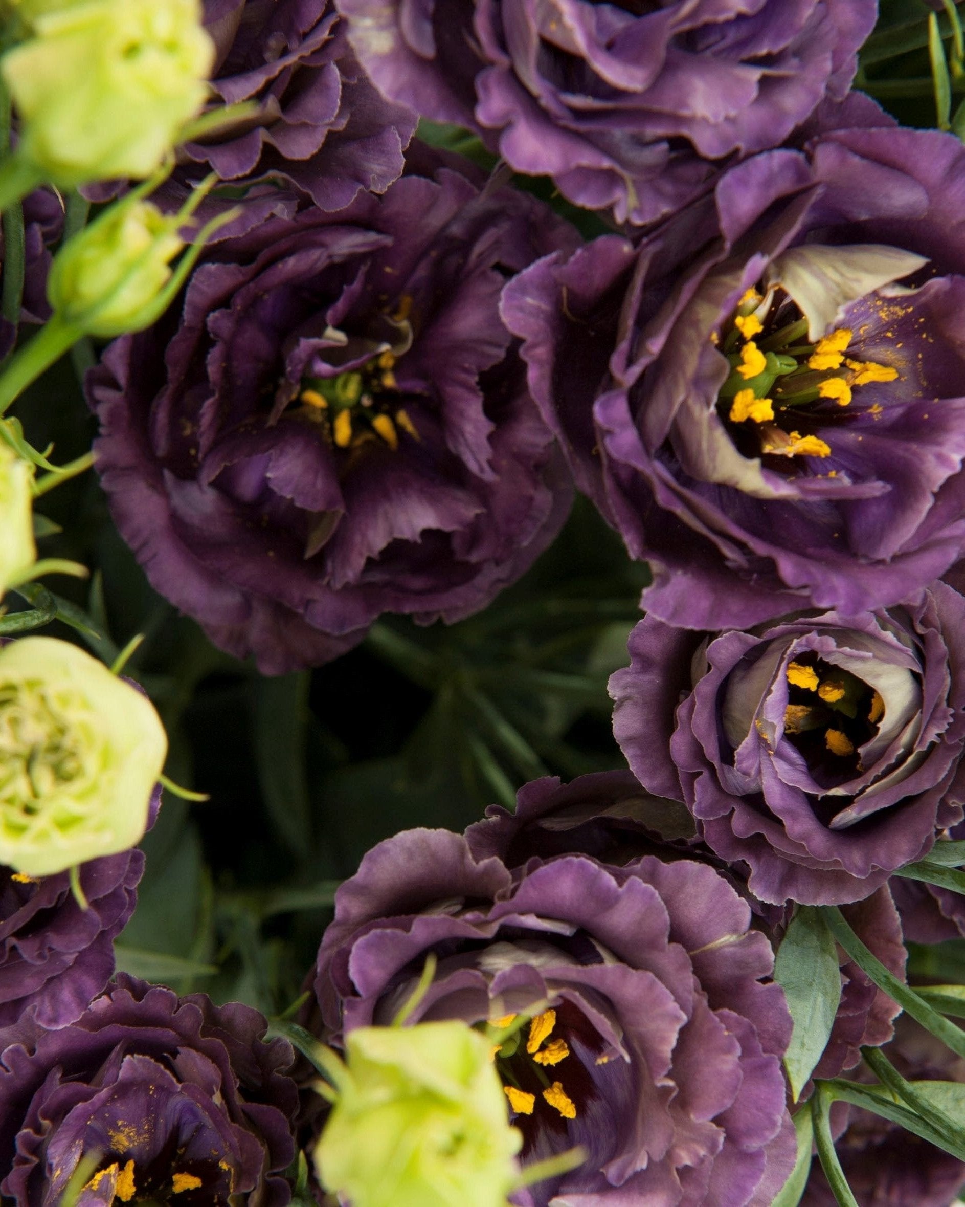 Lisianthus Rosanne 1 Black Pearl