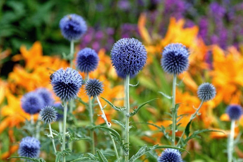 Echinops Blue Glow