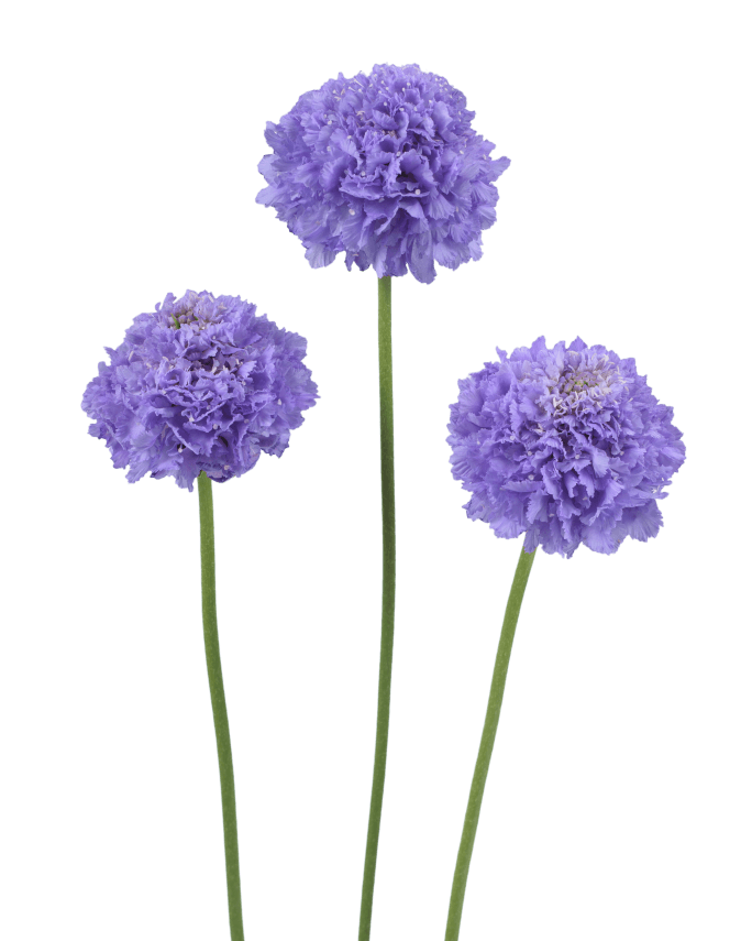 Scabiosa Scoop (3 plugs)